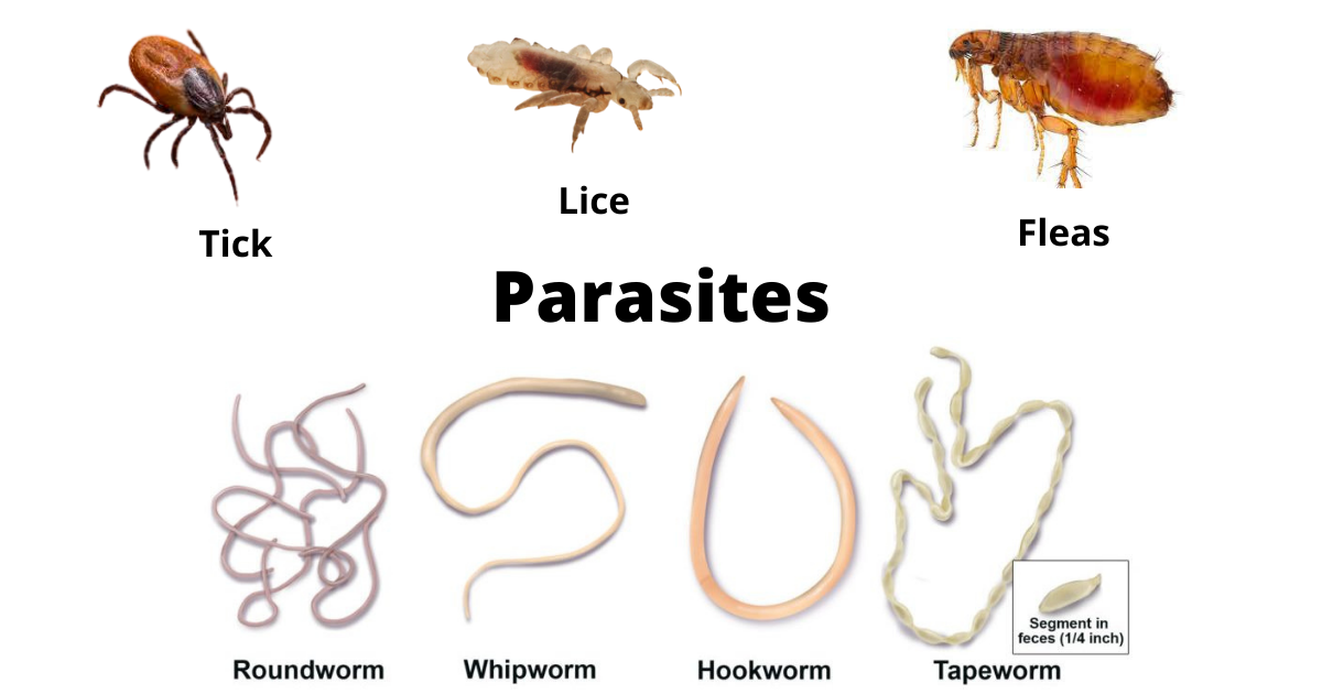 can parasites cause brain fog