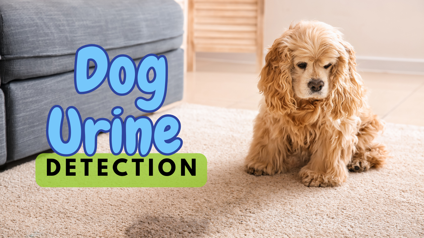Dog Urine Detection