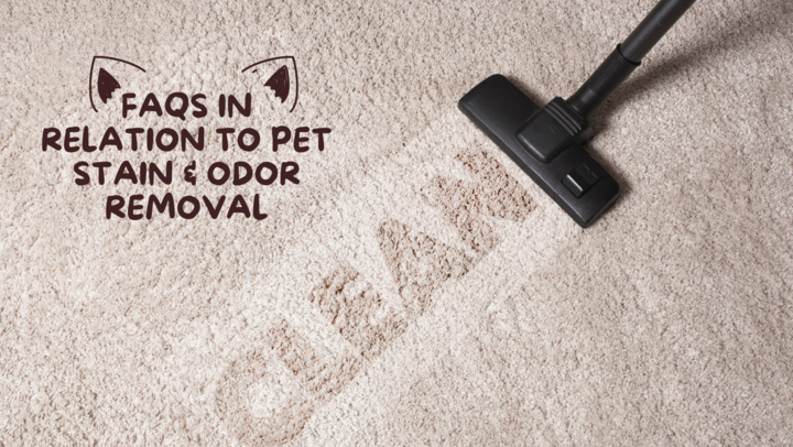 9 Best Carpet Stain Removers of 2025, Tested & Reviewed