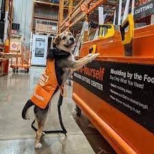 1685112291 dog inside home depot - Emotional Support Animals