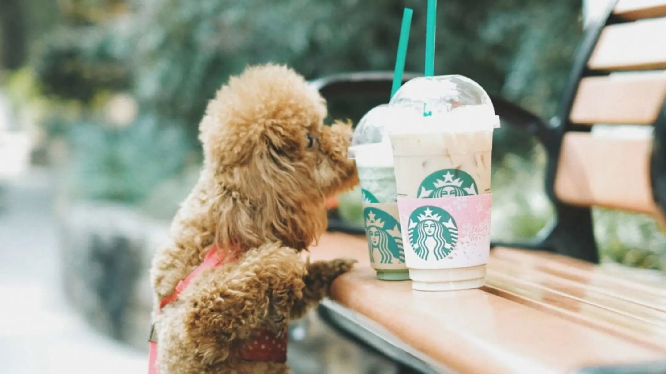 dog with Starbucks drinks