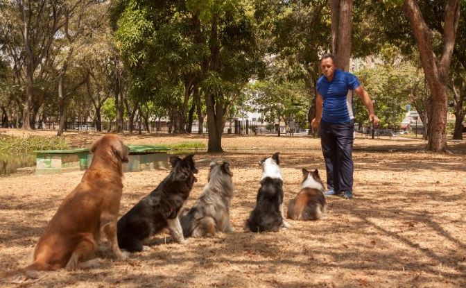 Border Collie Service Dog Training