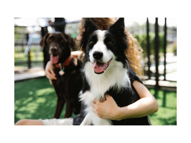 1685381476 border collie service dog certification - Emotional Support Animals