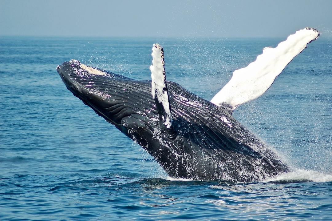 maui whale watching season