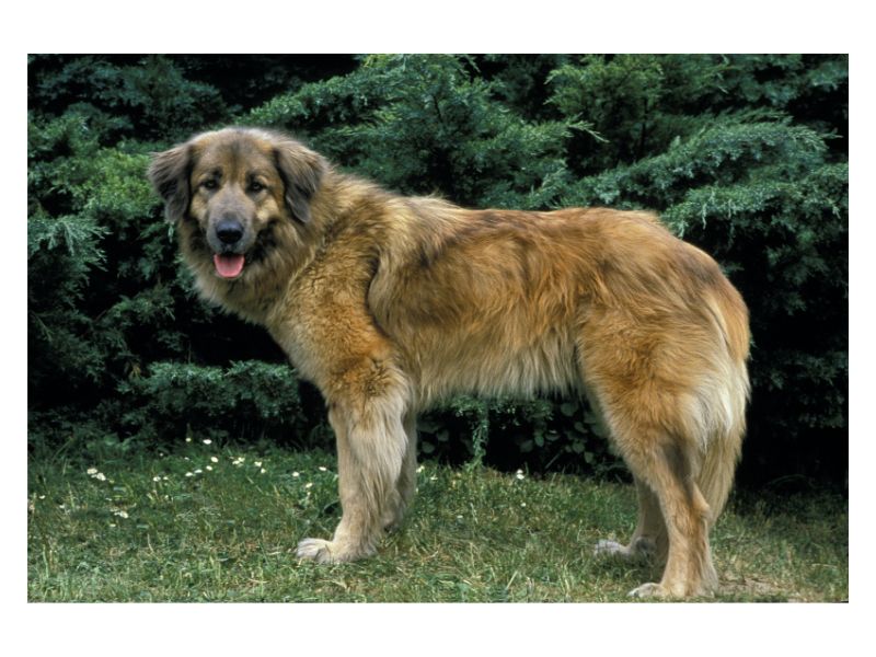 Estrela Mountain Dog information