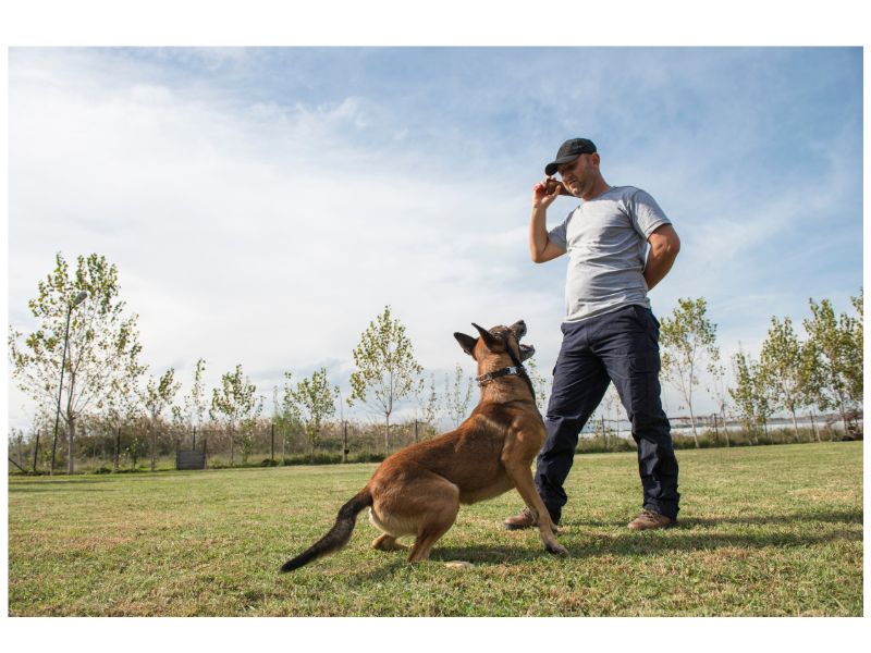 man training his service dog