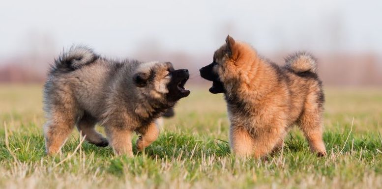 Eurasier dogs are great emotional support animals
