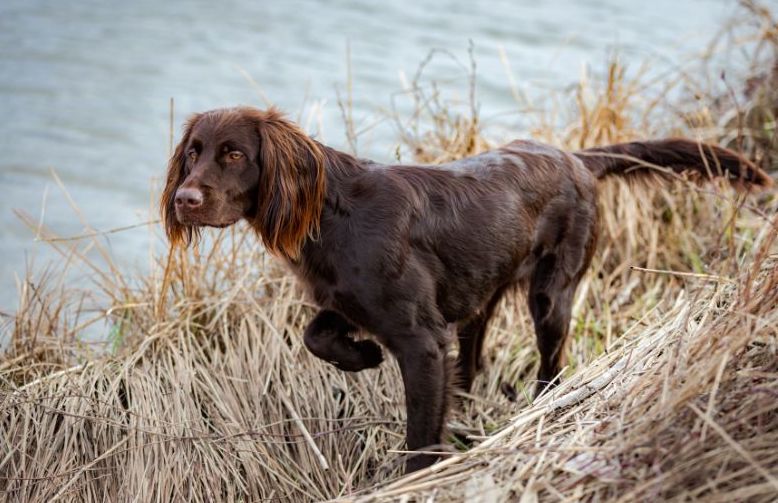 German Longhaired Pointer outside exercising