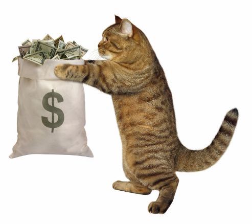 How much does a cat cost?