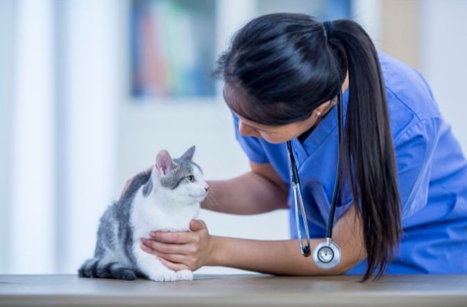 veterinary care costs for cats