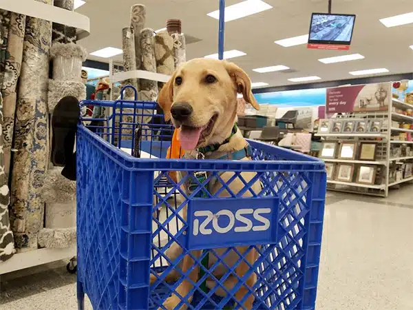 Ross is dog friendly