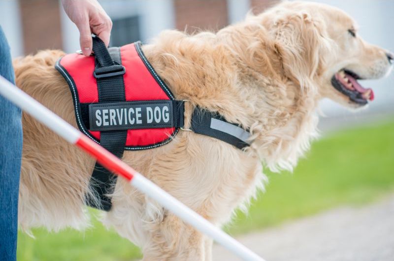 OCD Service Dog - Labrador Retriever