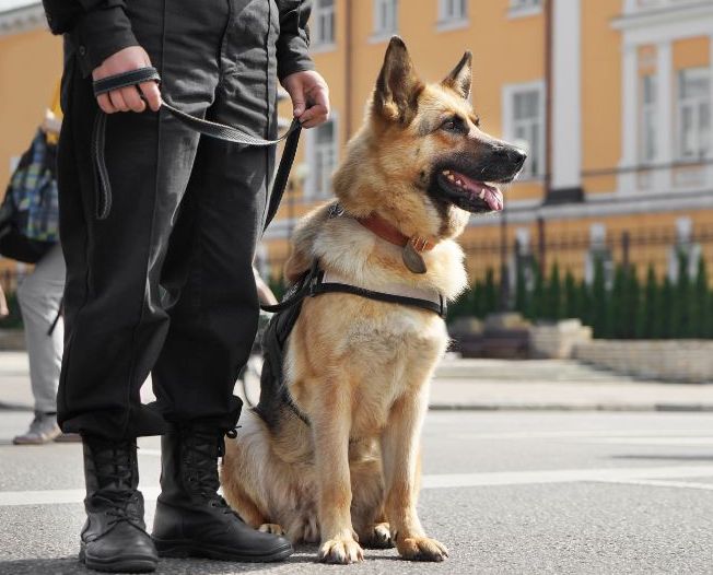 German Shepherds make great OCD service dogs