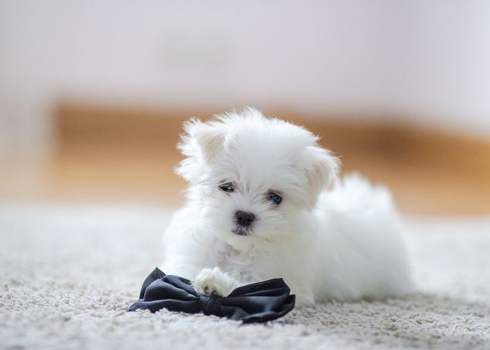 1686835093 white Maltese service dog - Emotional Support Animals