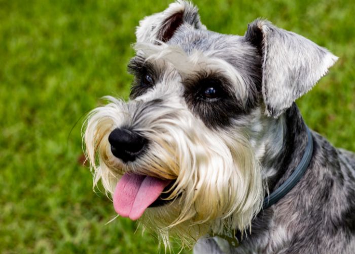 Schnauzers make for great asthmatic service dogs