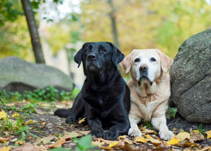 labrador retrievers are great epilepsy service dogs