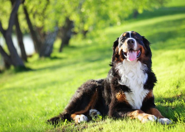 Bernese mountain dogs are the best service dogs