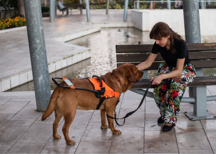 how much are service dogs revealed