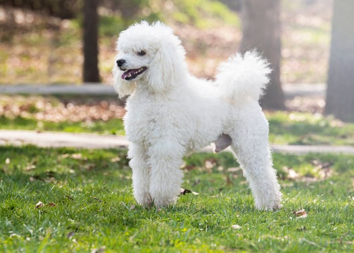 poodles are great service dogs