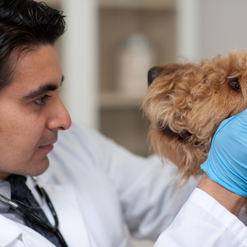 Vet inspecting a dog's dry nose