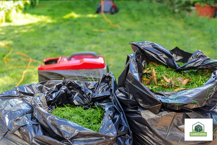 Lawn Care Tips and Tricks