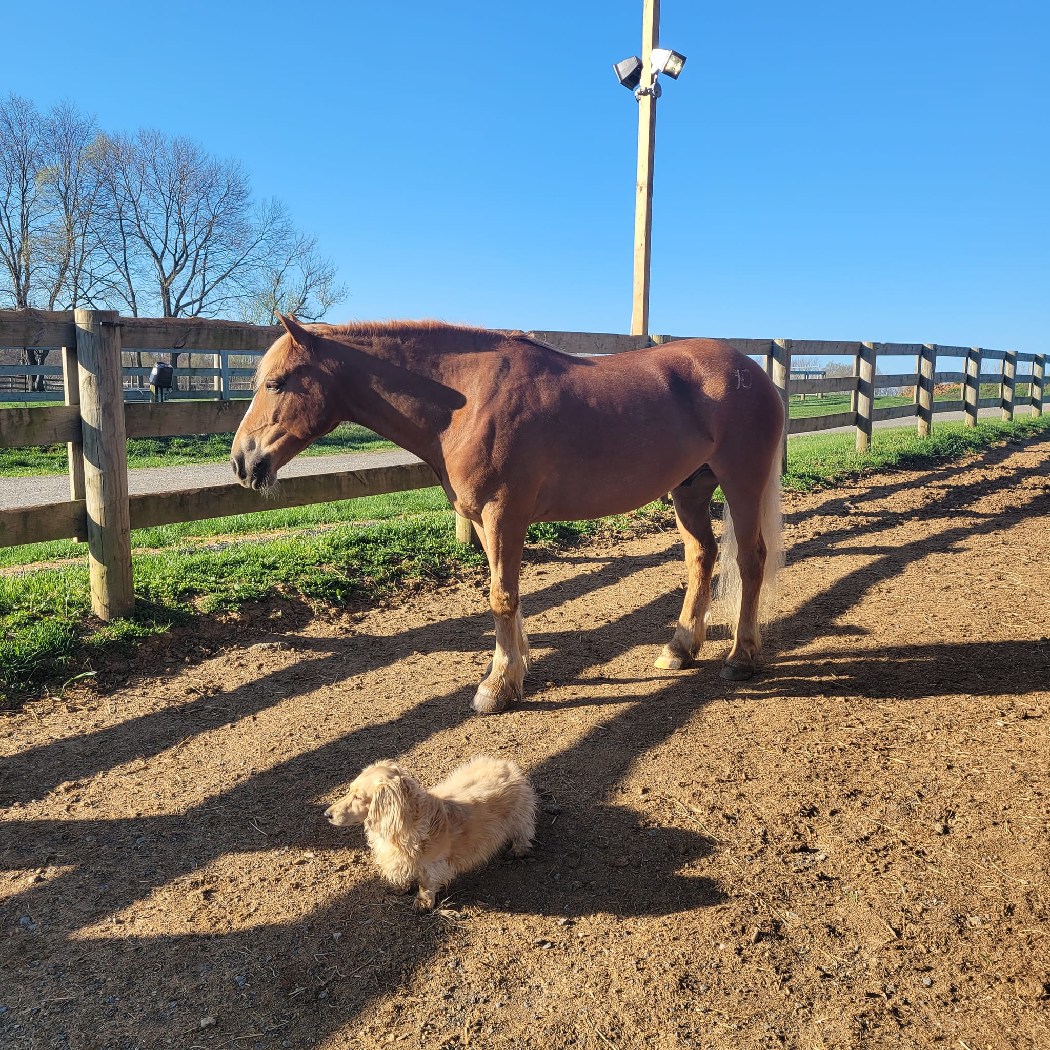 1690121854 Dachshunds on farm with horse - Emotional Support Animals