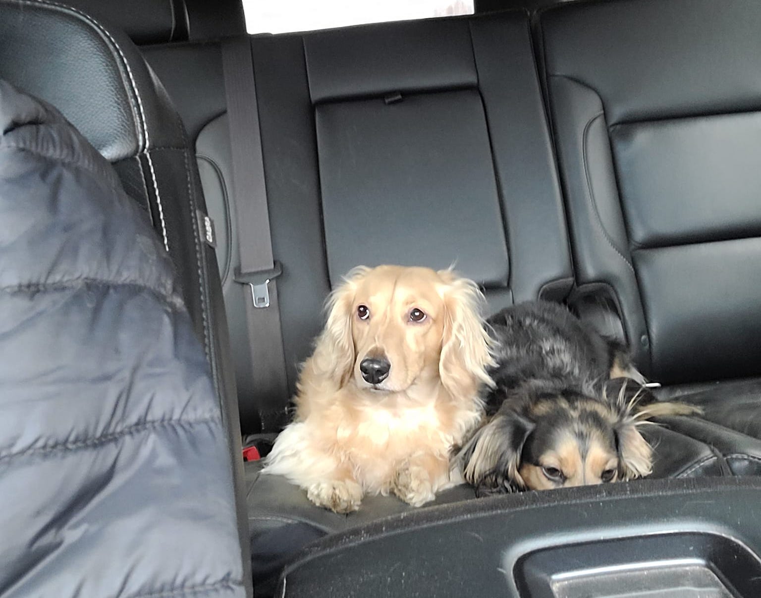1690122102 dachshunds riding in car - Emotional Support Animals