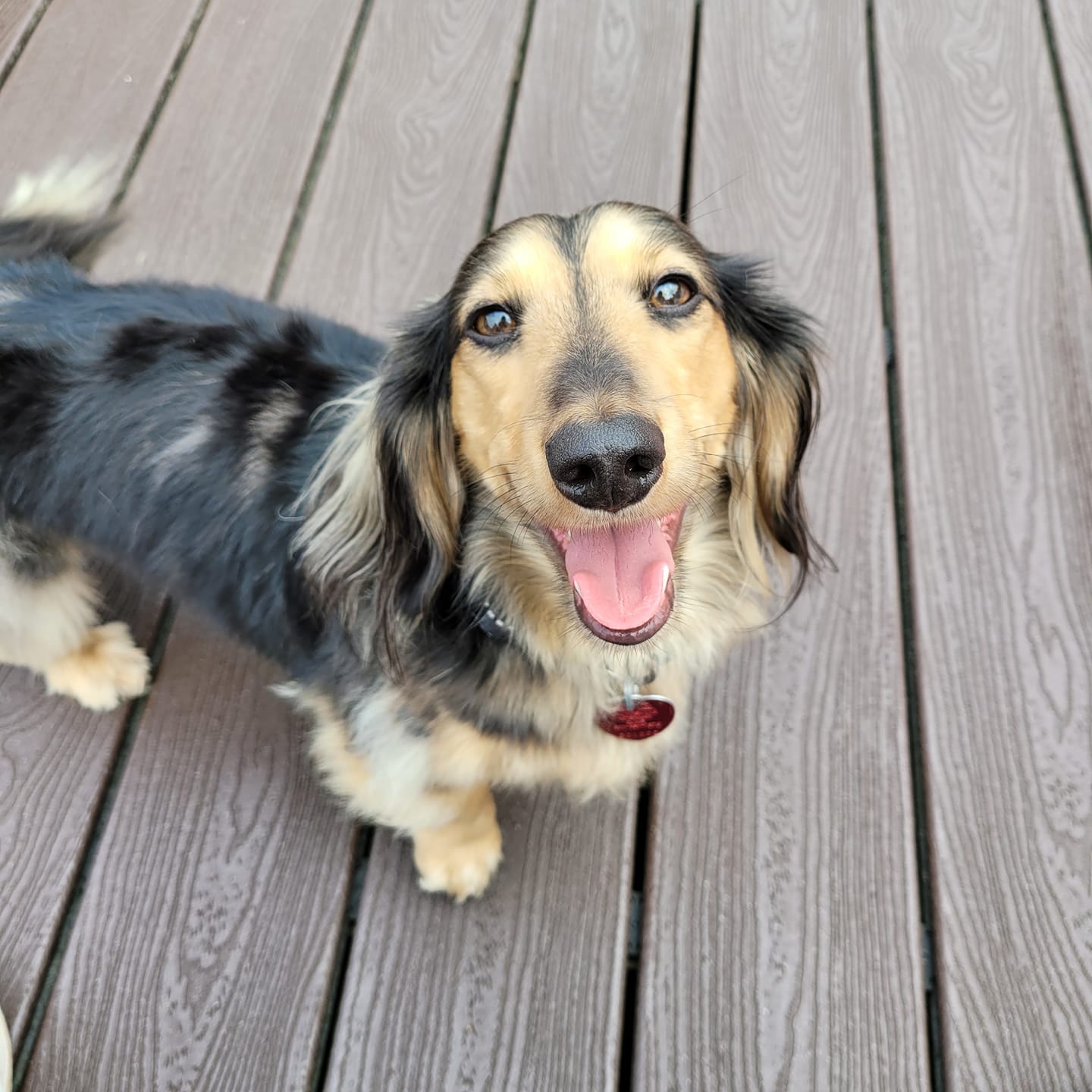 happy-dachshund-service-dog