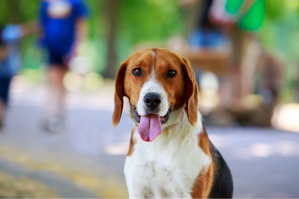 American Foxhound Breed