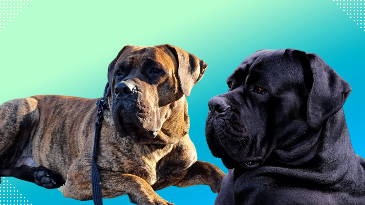 Cane Corso Presa Canario Mix: Unraveling the Intriguing Blend of Breeds