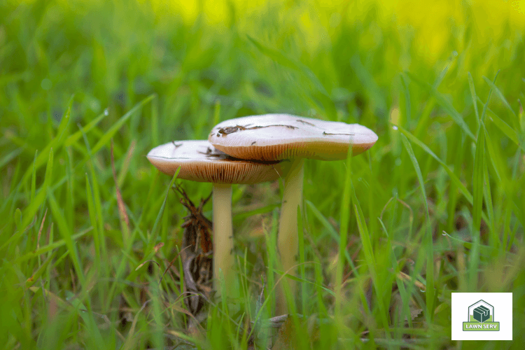 Mushrooms Growing on Lawns