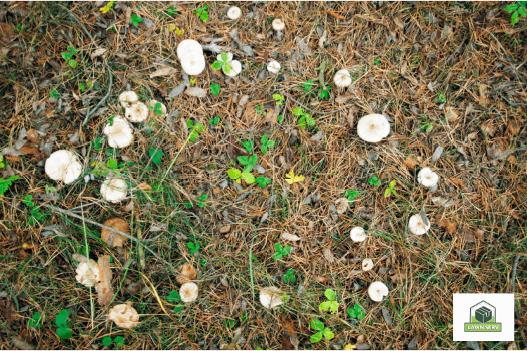 How to Remove Lawn Mushrooms