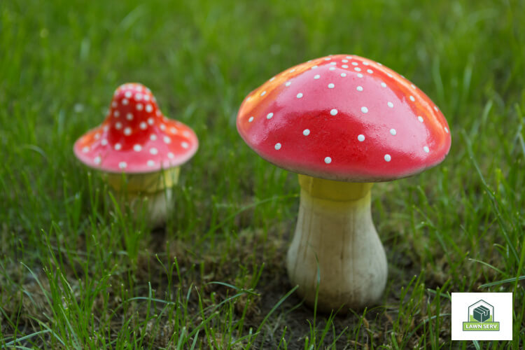 What Chemicals to Use to Remove Mushrooms on my Lawn