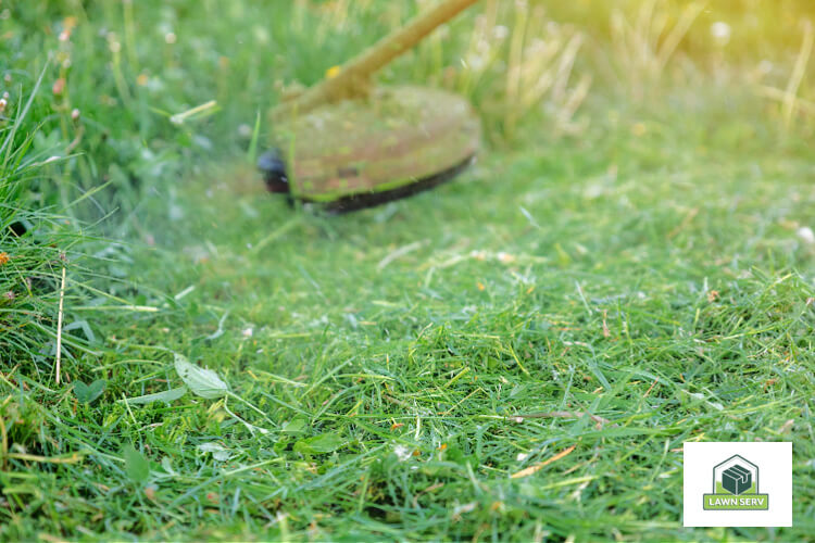 Identifying nutsedge weed on your lawn