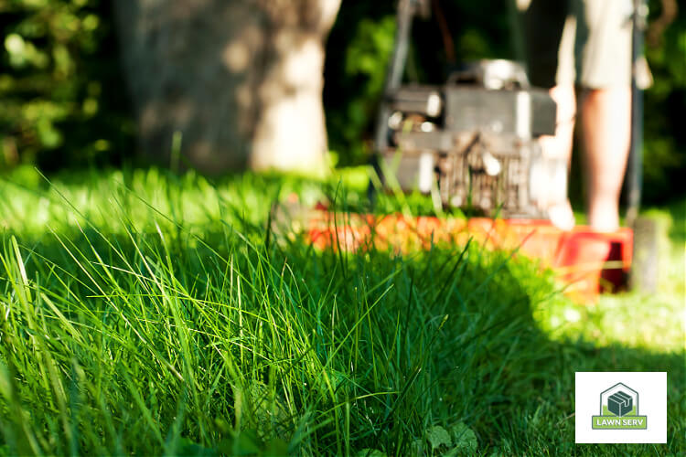 How to eliminate nutsedge weed for a beautfiul lawn