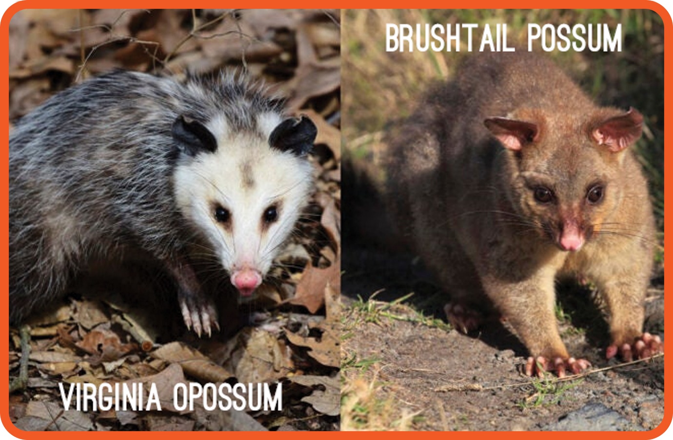 A collage of possum and possumDescription automatically generated