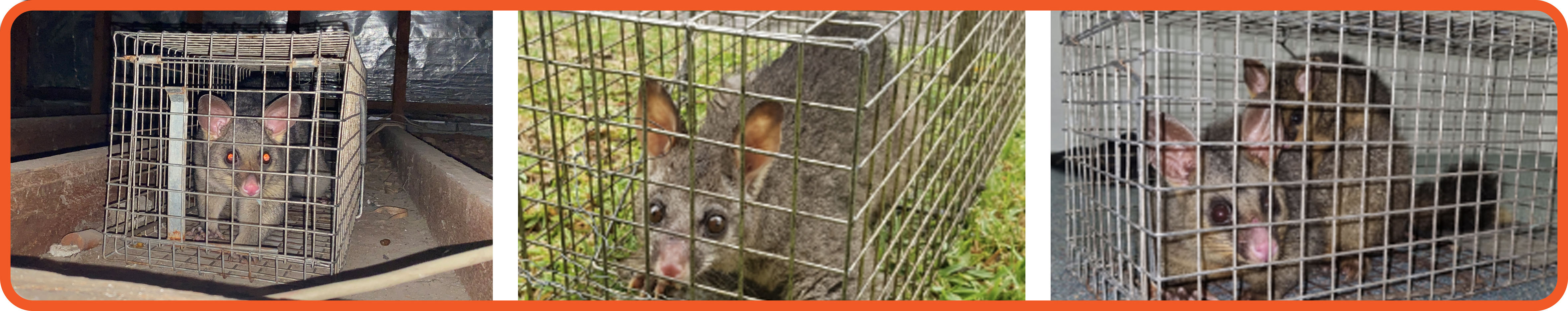 A small animal in a cageDescription automatically generated