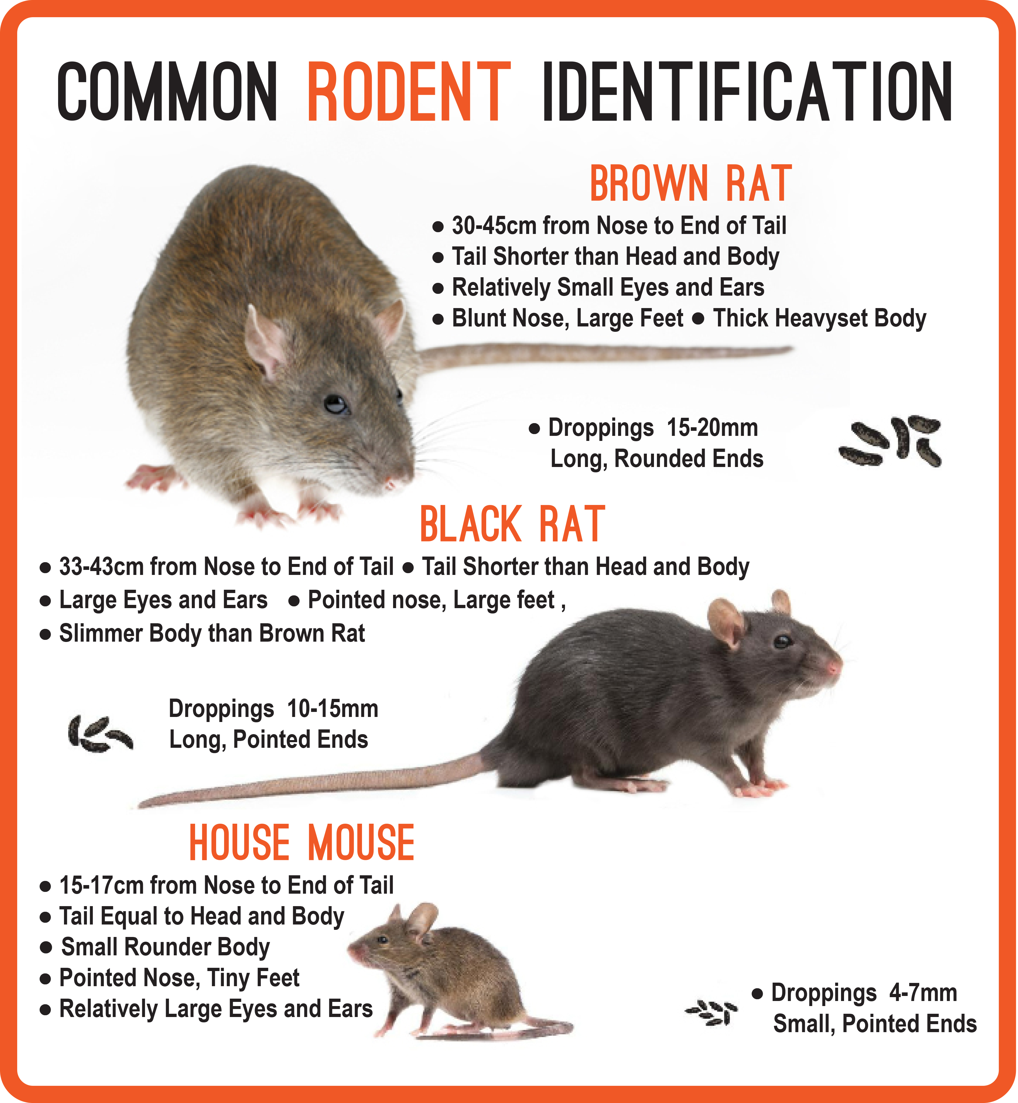A poster with rats and their namesDescription automatically generated