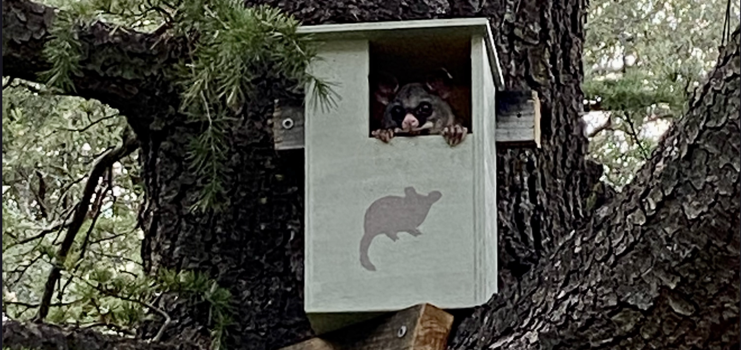 A small animal in a bird houseDescription automatically generated
