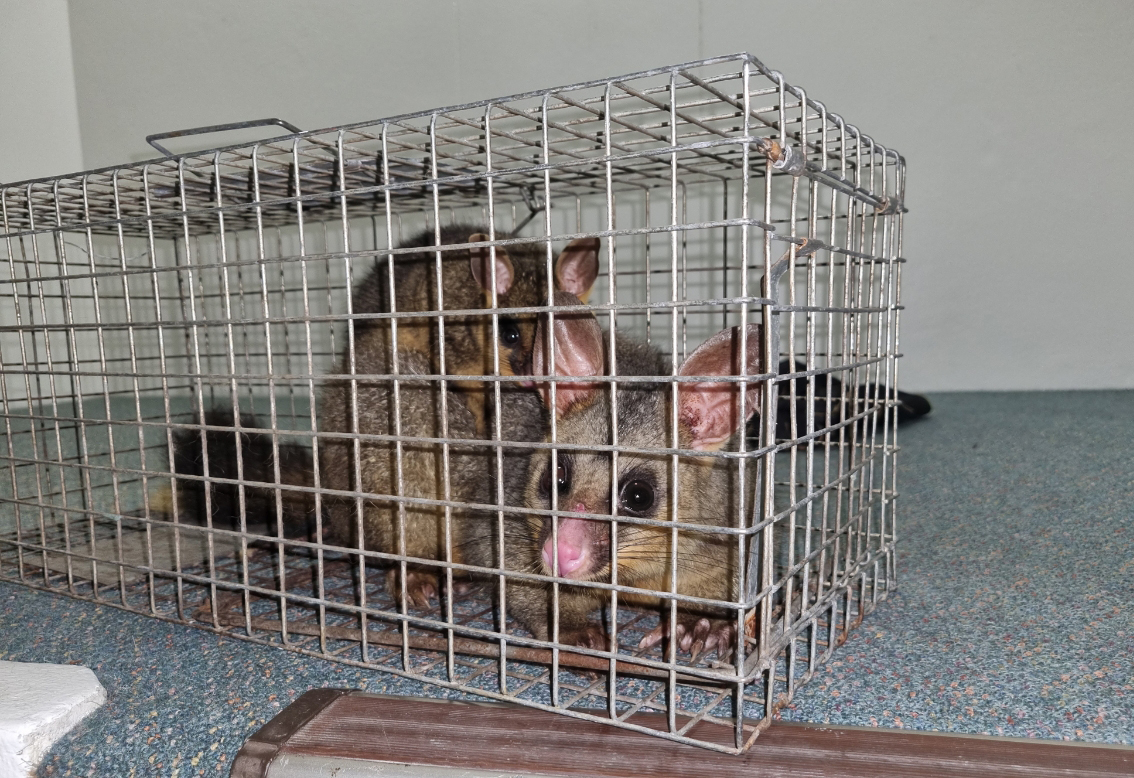 Possum Trap, Remove Possums Humanely By Trapping Them