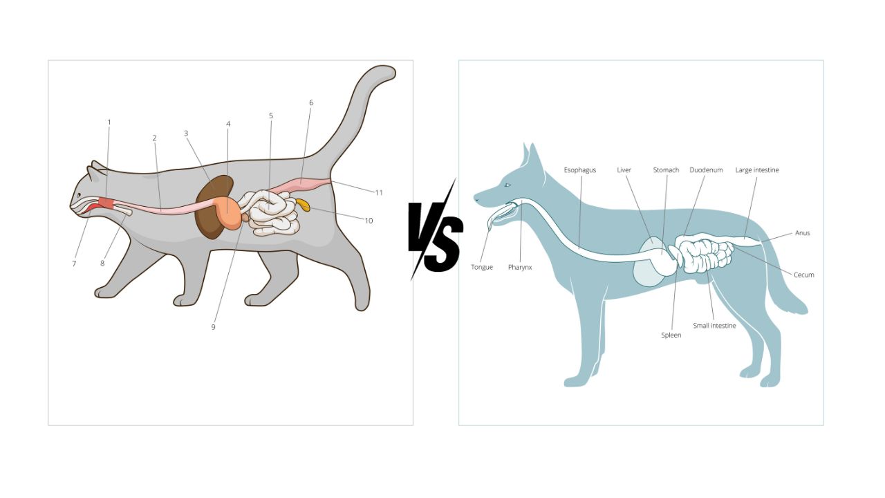 cats-vs-dog-digestive-system