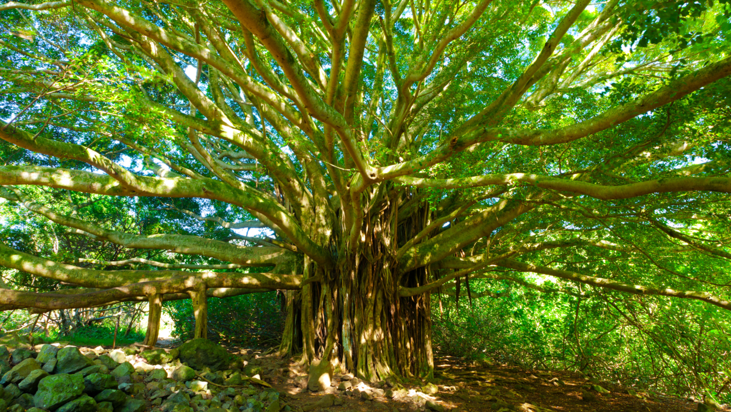 irish trees, celtic people, word door, tree called, celts culture