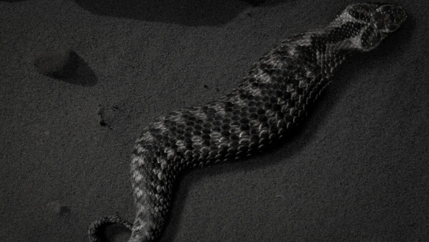 tsuchinoko boom, tsuchinoko sightings, creature figures