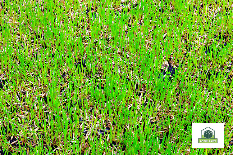 Photo of a grass field with brown patches. Image created by Lawn Serv