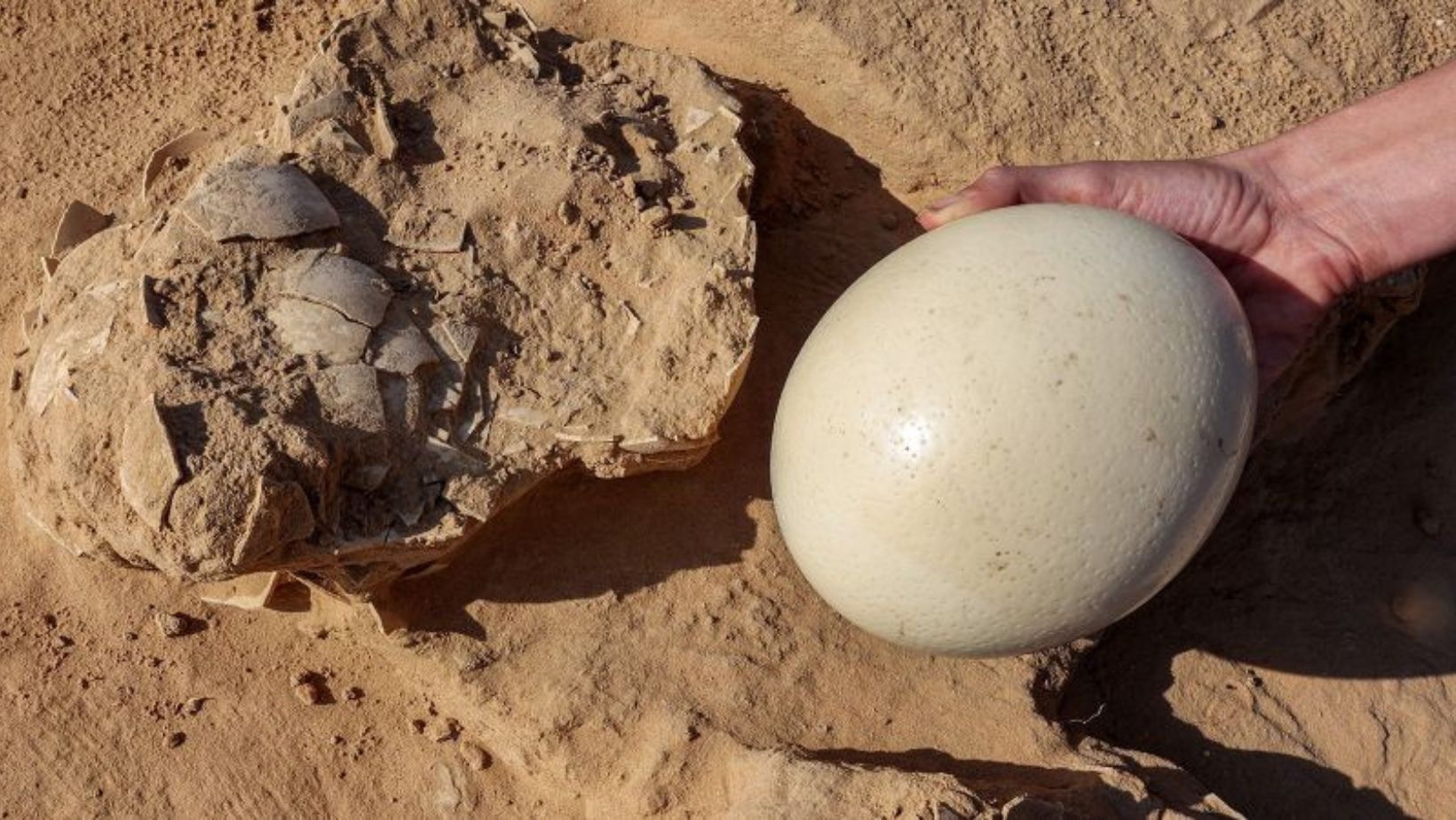 Ancient Ostrich Egg Discovery in Israel