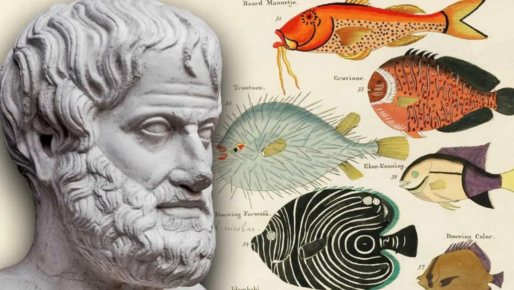 Aristotle's contributions to science 