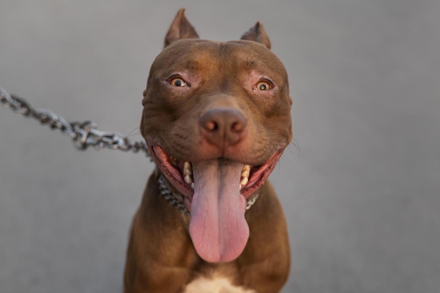 Pocket Bully Lifespan Grreat Dog Rescue