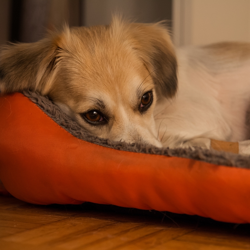 Anxious dog lying on red dog bed