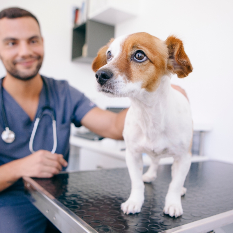 Image of smiling vet comforting anxious dog