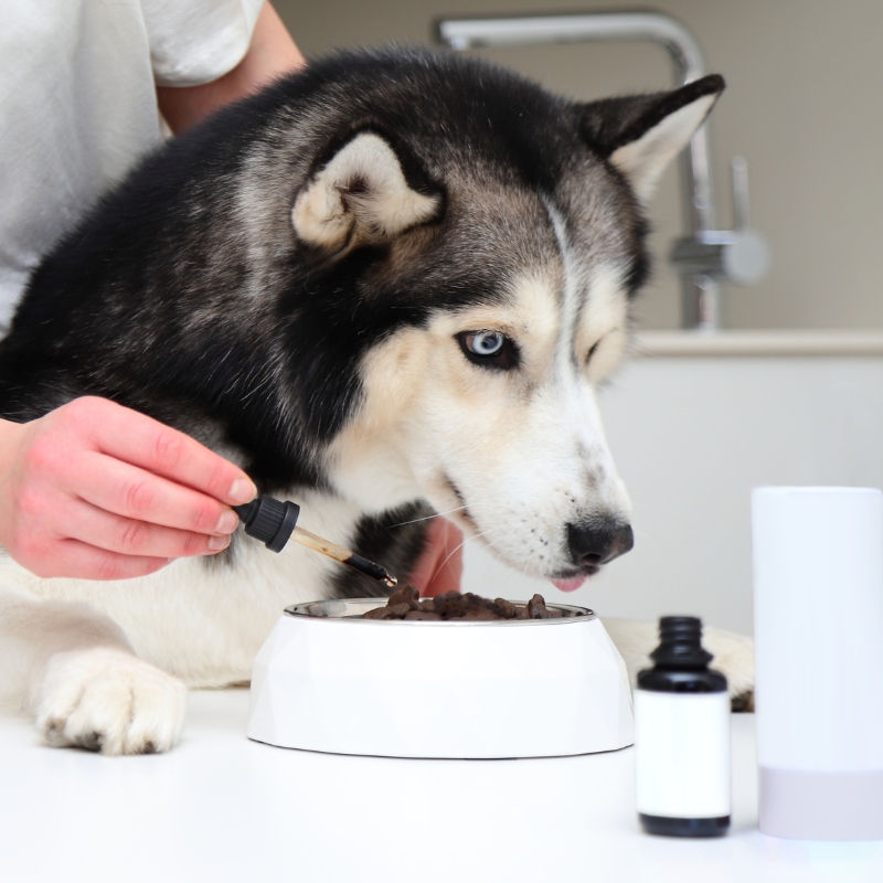 Husky dog having calming drops added to food bowl